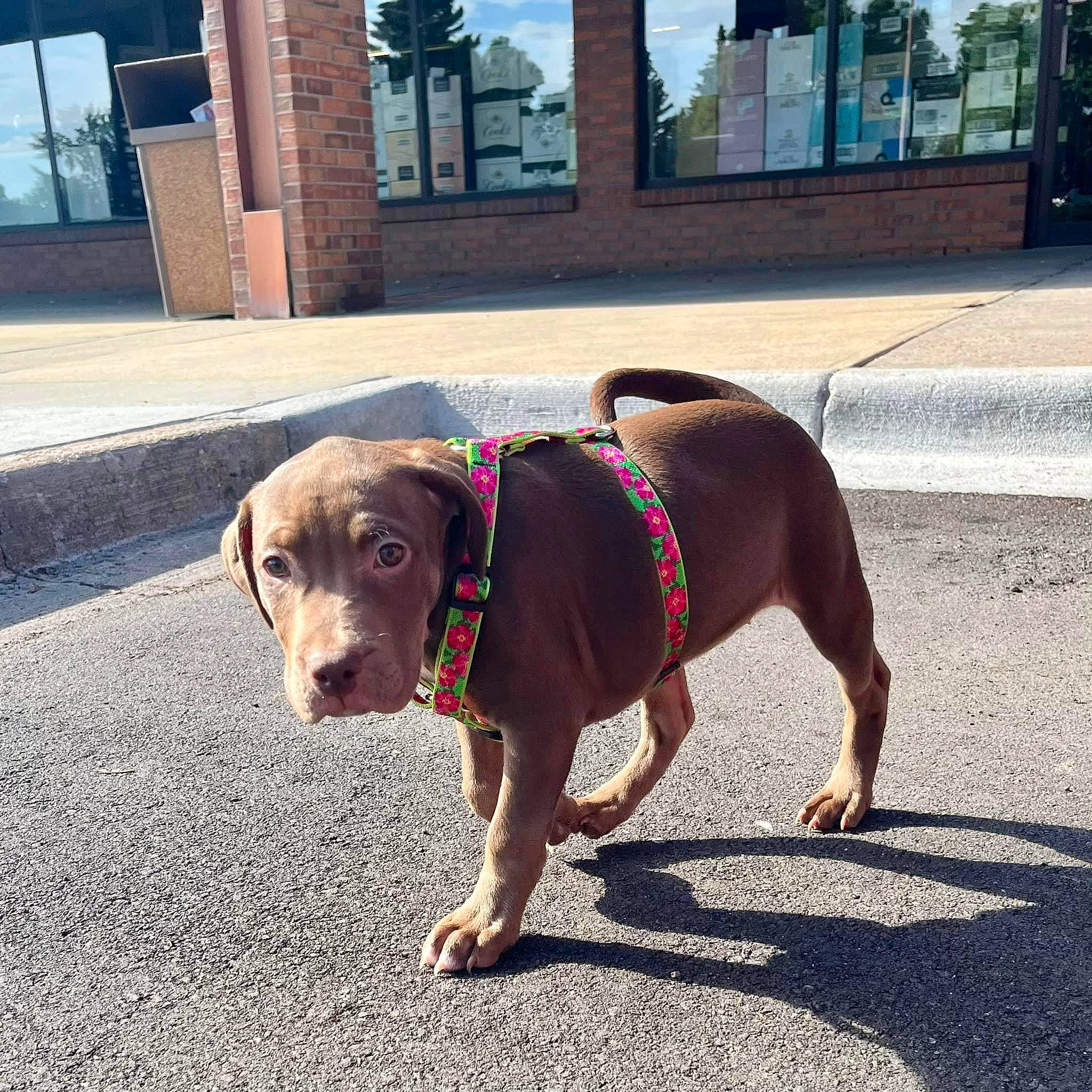 Mini joined the competition — help win amazing prizes! asphalt, carnivore, collar, companion_dog, concrete, dog, dog_breed, dog_clothes, dog_collar, dog_supply, fashion_accessory, fawn, leash, pet_supply, road_surface, sidewalk, snout, sporting_group, tail, working_animal