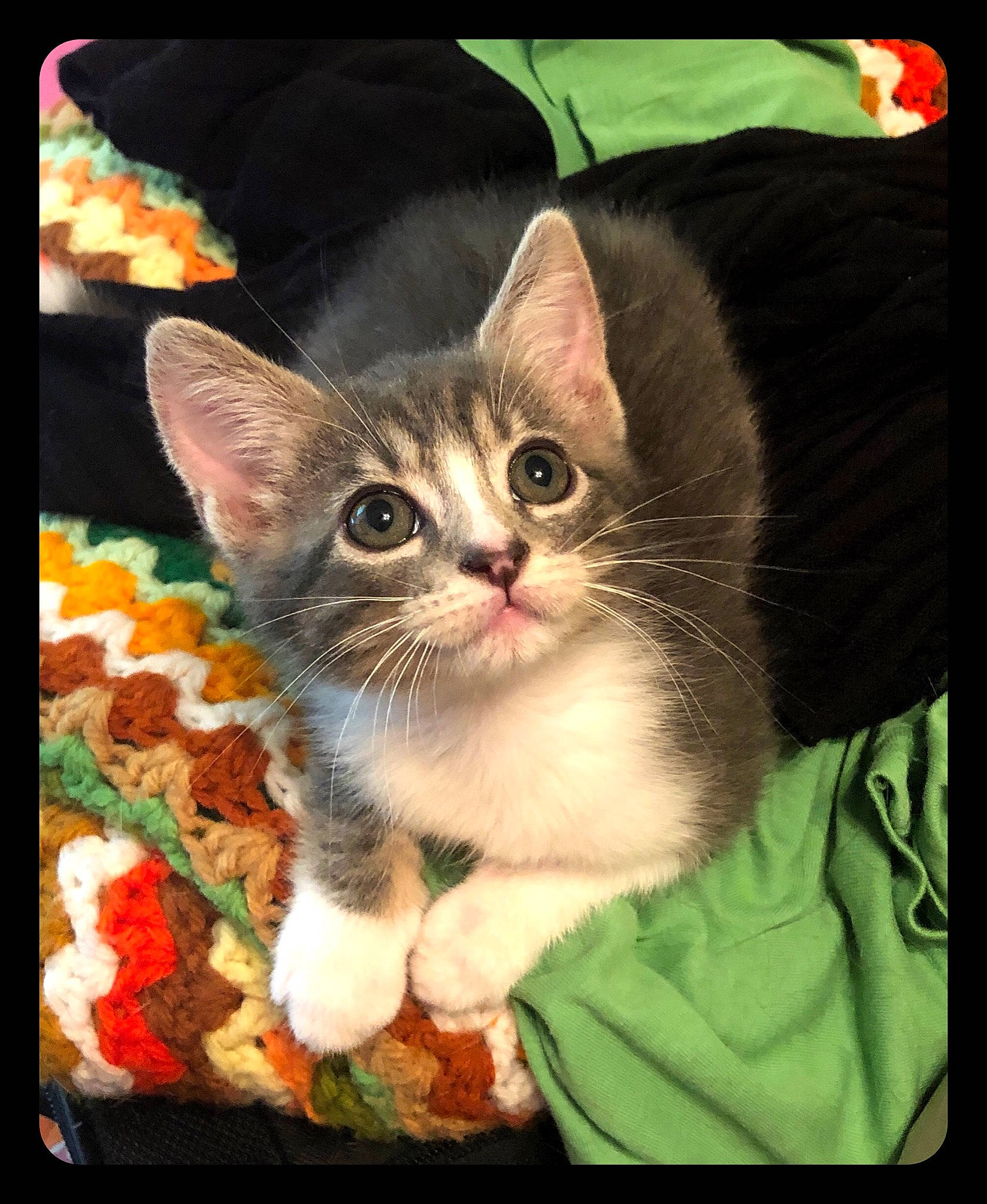 Munchie is registered to the contest to win money with this photo: american_wirehair, asian, carnivore, cat, domestic_short_haired_cat, ear, european_shorthair, fawn, felidae, kitten, media, photo_caption, photography, polydactyl_cat, small_to_medium_sized_cats, snapshot, tabby_cat, whiskers