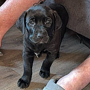 Kong Aka Hoss joined the competition — help win amazing prizes! puppy, dog, black_dog, floor, wooden_floor, slipper, footwear, tattoo, leg, indoor, pet, canine, young_dog, cute, looking_at_camera, animal, domestic_animal, flooring, house, home