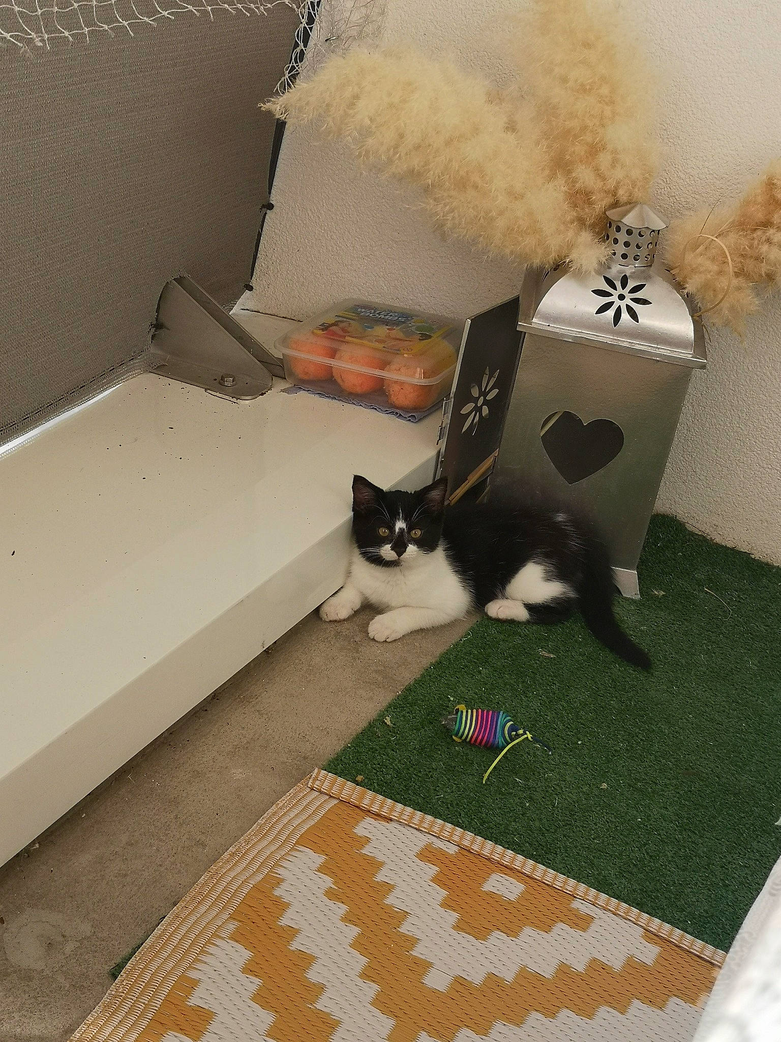 Lilas a rejoint le concours — aidez-le/la à gagner de superbes lots ! cat, floor, flooring, room