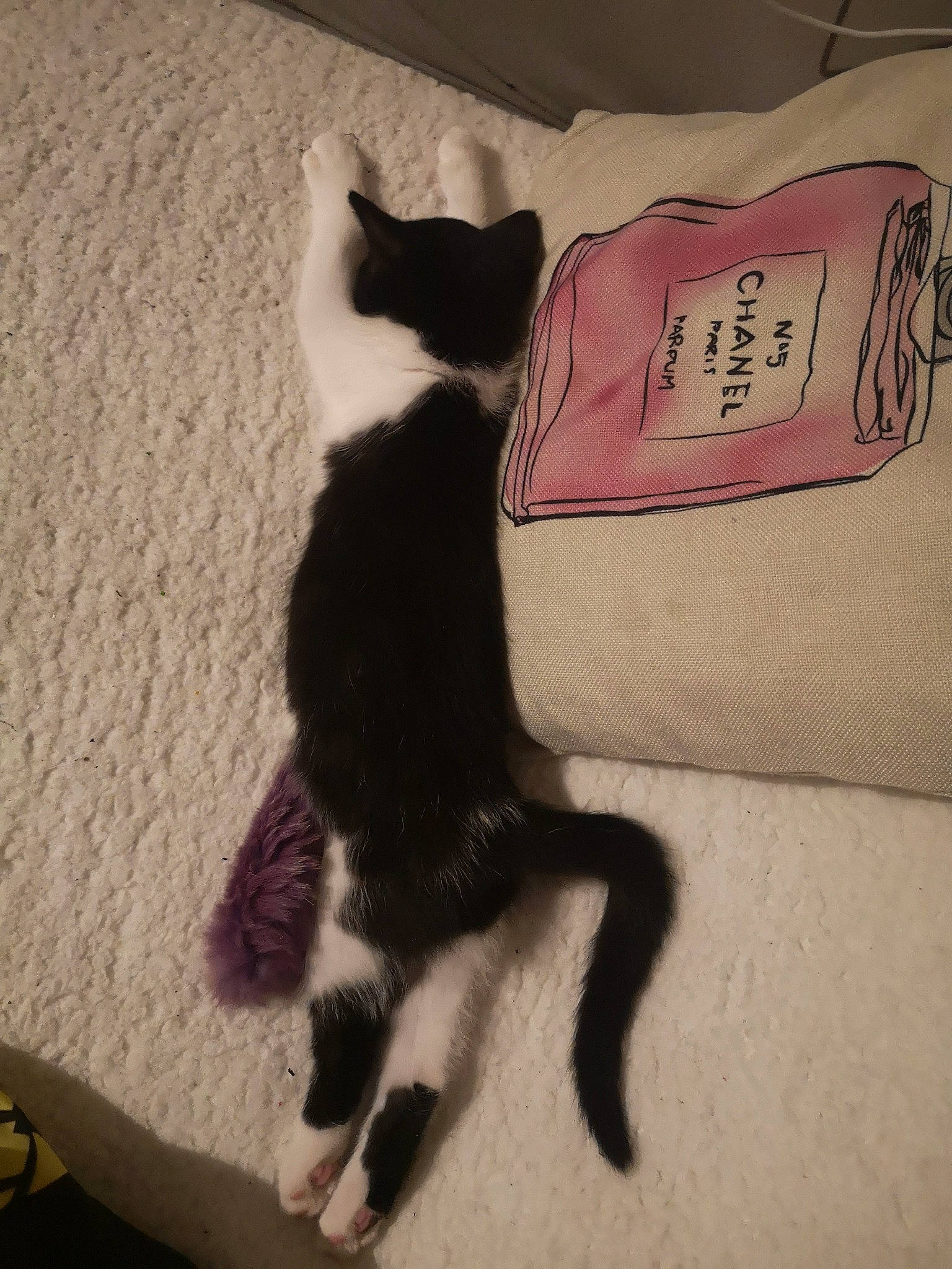 Lilas a rejoint le concours — aidez-le/la à gagner de superbes lots ! black_cat, carnivore, cat, domestic_short_haired_cat, felidae, fur, kitten, paw, polydactyl_cat, small_to_medium_sized_cats, tail, whiskers