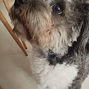 Debussy joined the competition — help win amazing prizes! dog, curly_fur, close_up, indoor, floor, chair_legs, pet, animal, fur, looking_up, cute, companion, domestic, curious, whiskers, snout, brown, white, black, portrait