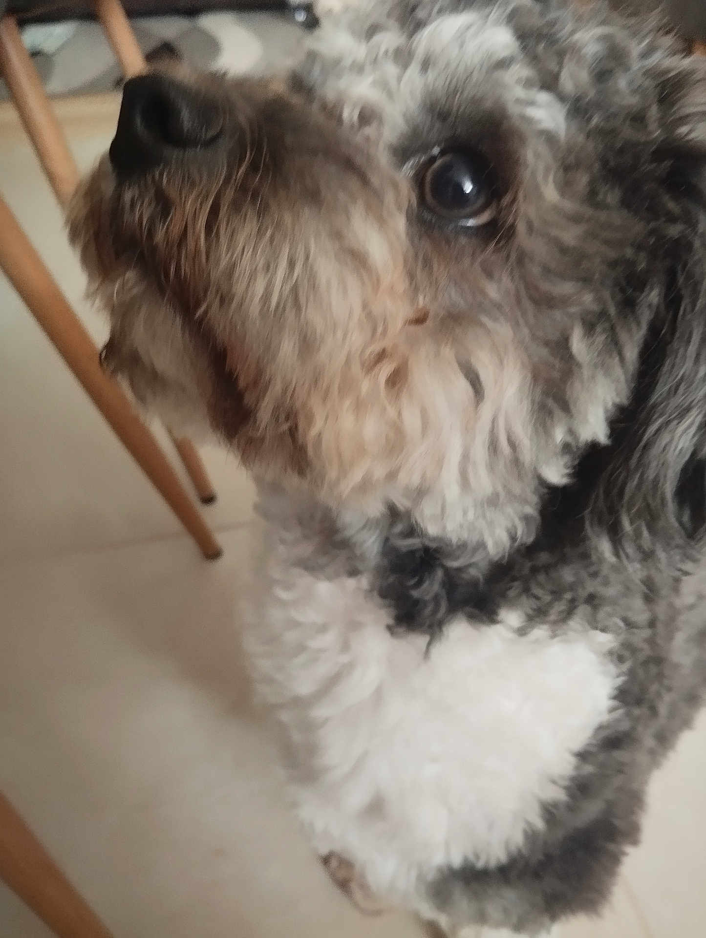 Debussy joined the competition — help win amazing prizes! dog, curly_fur, close_up, indoor, floor, chair_legs, pet, animal, fur, looking_up, cute, companion, domestic, curious, whiskers, snout, brown, white, black, portrait