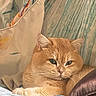Kona is registered to the contest to win money with this photo: cat, orange_cat, pet, animal, feline, fluffy, cute, resting, indoor, blanket, fabric, cozy, fur, whiskers, closeup, portrait, cute_face, relaxed, home, comfort