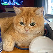 Kona is registered to the contest to win money with this photo: cat, orange_cat, pet, feline, animal, indoor, close_up, fur, whiskers, green_eyes, table, device, box, resting, cute, domestic_animal, looking, portrait, mammal, relaxed