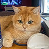cat, orange_cat, pet, feline, animal, indoor, close_up, fur, whiskers, green_eyes, table, device, box, resting, cute, domestic_animal, looking, portrait, mammal, relaxed