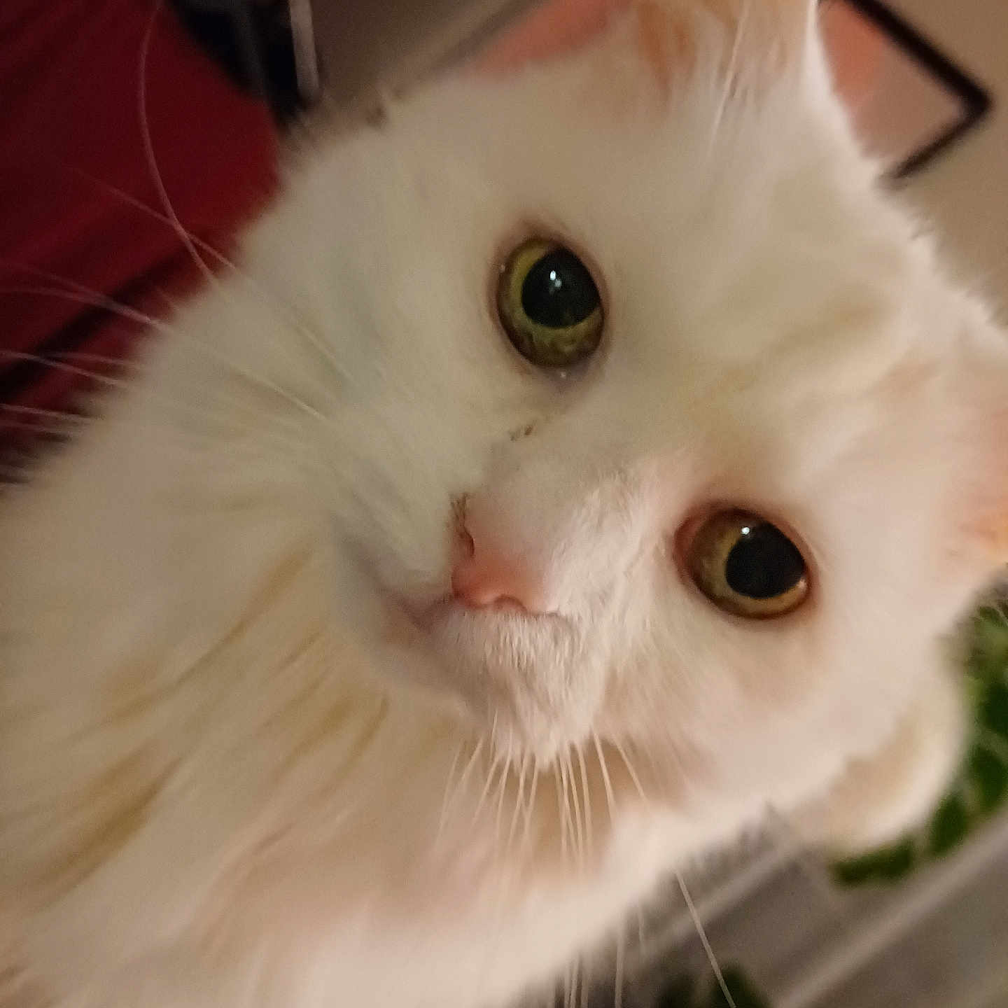 Meeko participe au concours pour gagner de l'argent avec cette photo : cat, white_cat, close_up, indoor, pet, fur, whiskers, green_eyes, curious, cute, animal, face, domestic_cat, feline, portrait, houseplant, background_blur, cozy, soft_fur, domestic