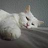 cat, white_cat, fluffy, paw, sleepy, close_up, indoor, resting, pet, feline, cute, relaxed, fur, whiskers, animal, mammal, nose, ear, texture, bed