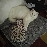 Meeko participe au concours pour gagner de l'argent avec cette photo : cat, white_cat, fluffy, animal, pet, indoor, blanket, patterned_blanket, leopard_print, hot_water_bottle, furniture, cozy, resting, looking_at_camera, cute, domestic_cat, fur, relaxing, living_room, soft