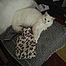 cat, white_cat, fluffy, animal, pet, indoor, blanket, patterned_blanket, leopard_print, hot_water_bottle, furniture, cozy, resting, looking_at_camera, cute, domestic_cat, fur, relaxing, living_room, soft