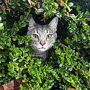 Mouse is registered to the contest to win money with this photo: bush, camouflage, cat, close_up, curious, ears, fallen_leaves, feline, foliage, gaze, gray_cat, green_eyes, leaves, nature, outdoor, peekaboo, pet, portrait, shrub, whiskers