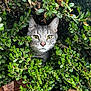 bush, camouflage, cat, close_up, curious, ears, fallen_leaves, feline, foliage, gaze, gray_cat, green_eyes, leaves, nature, outdoor, peekaboo, pet, portrait, shrub, whiskers