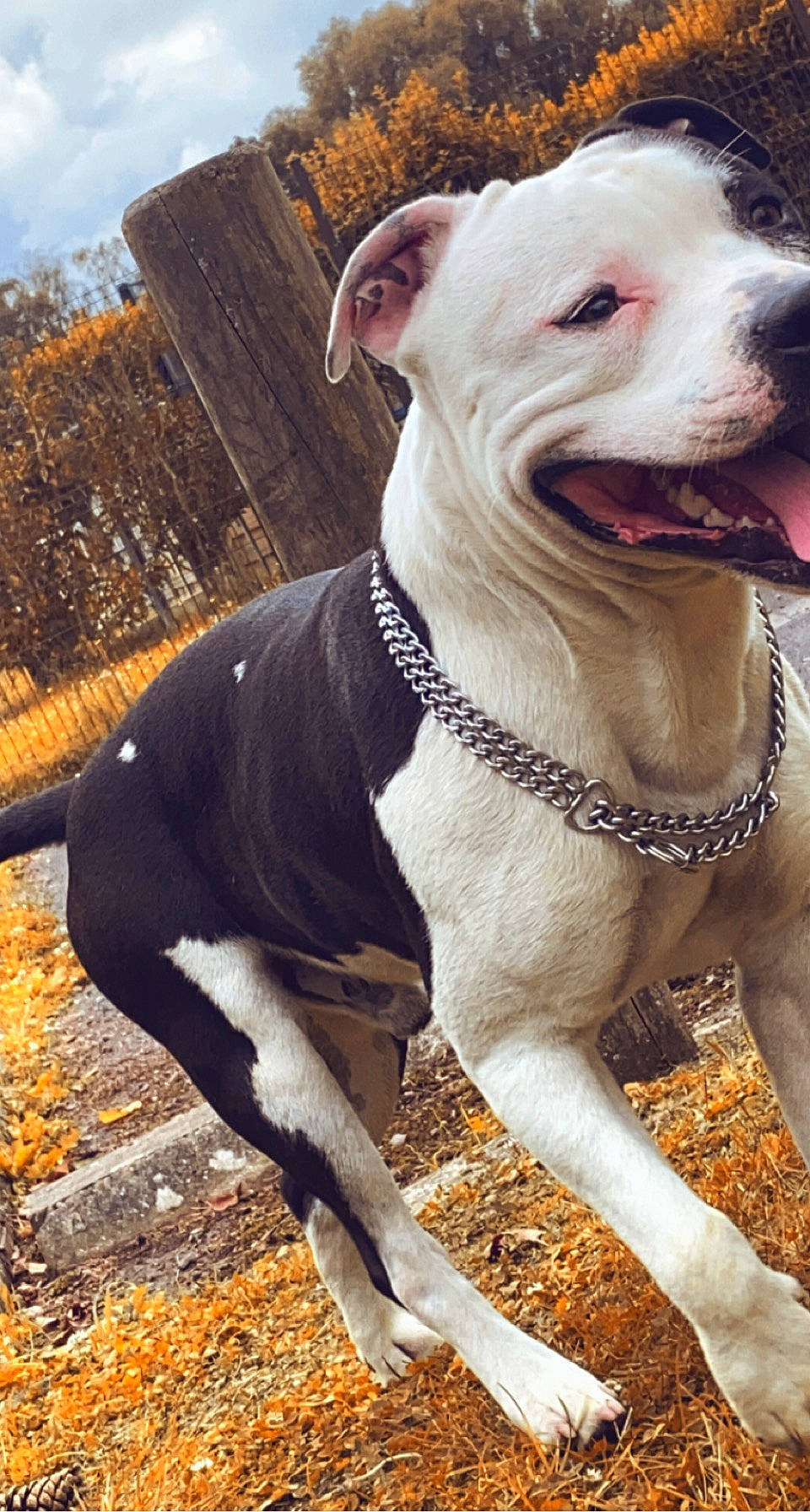 Tyson