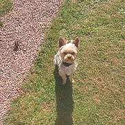 Andy participe au concours pour gagner de l'argent avec cette photo : animal, brown_fur, collar, dog, fur, garden, grass, gravel, outdoor, path, pet, pointed_ears, portrait, puppy, shadow, small_dog, standing, sunlight, white_fur, yorkshire_terrier