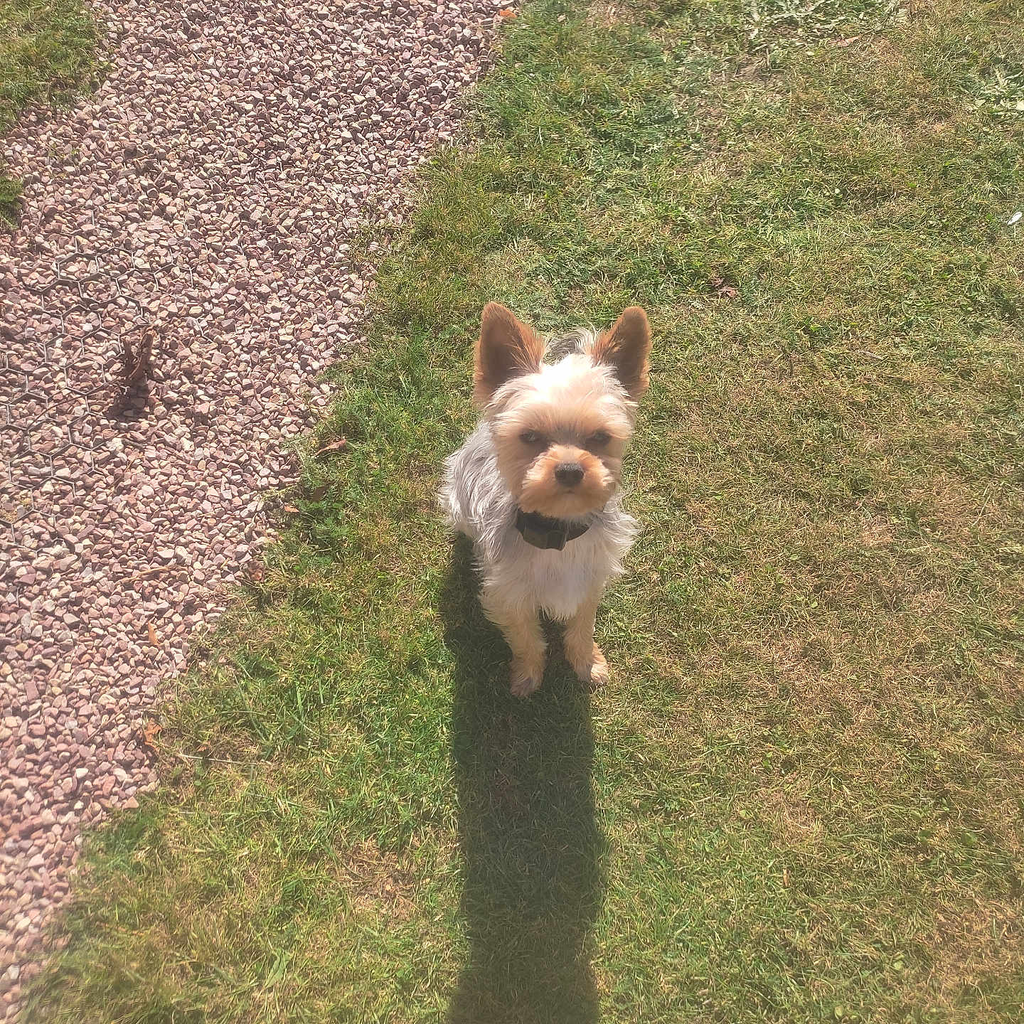 Andy participe au concours pour gagner de l'argent avec cette photo : animal, brown_fur, collar, dog, fur, garden, grass, gravel, outdoor, path, pet, pointed_ears, portrait, puppy, shadow, small_dog, standing, sunlight, white_fur, yorkshire_terrier