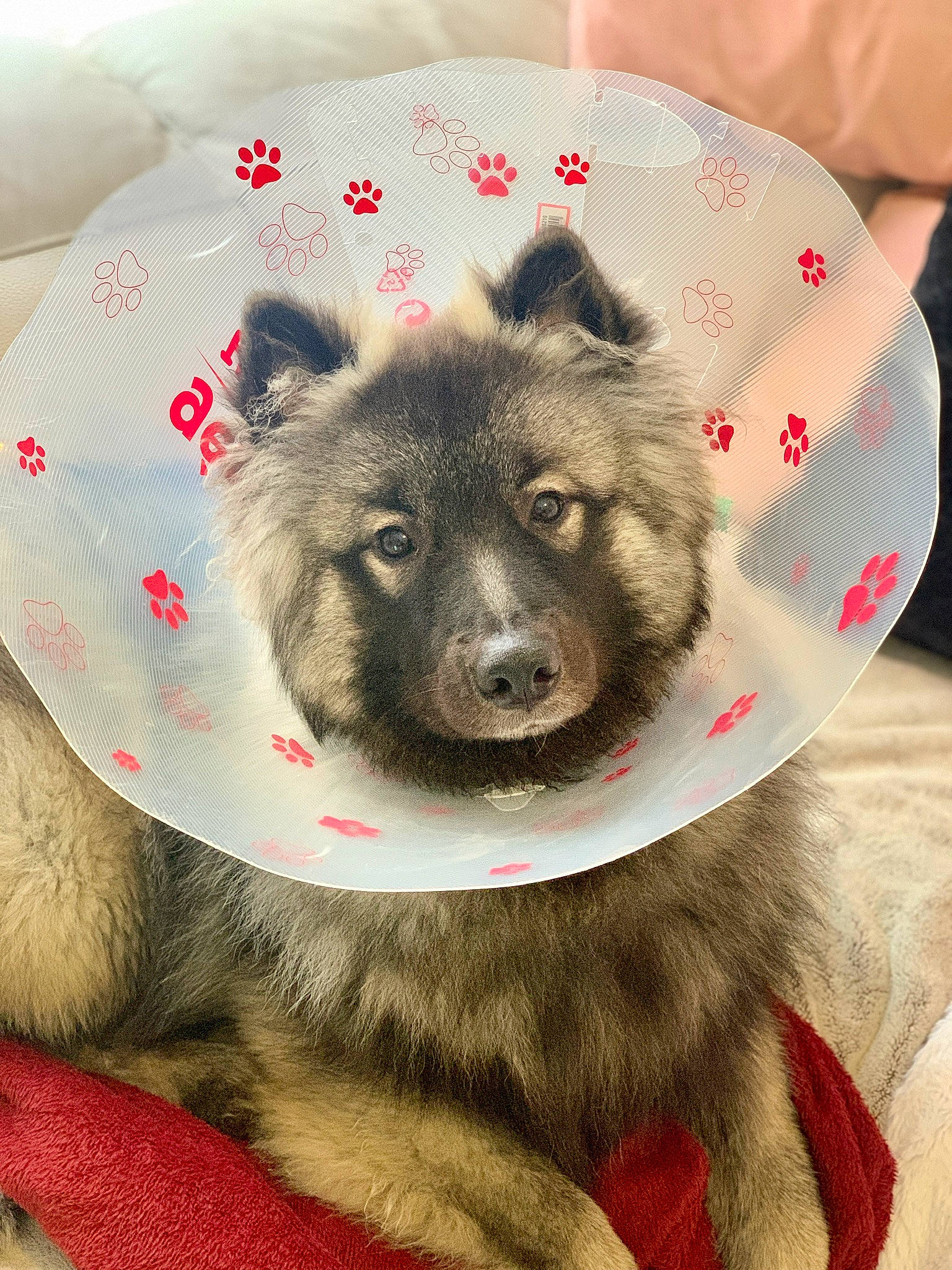 Packo a rejoint le concours — aidez-le/la à gagner de superbes lots ! ancient_dog_breeds, canidae, canis, carnivore, companion_dog, dishware, dog, dog_breed, fur, kitchen_utensil, linens, non_sporting_group, plate, platter, snout, working_animal, working_dog