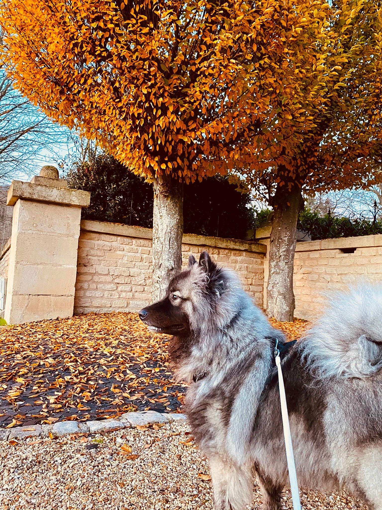 Packo a rejoint le concours — aidez-le/la à gagner de superbes lots ! ancient_dog_breeds, autumn, canidae, carnivore, companion_dog, deciduous, dog, dog_breed, fur, grey, herding_dog, keeshond, leaf, sporting_group, tints_and_shades, working_animal, working_dog