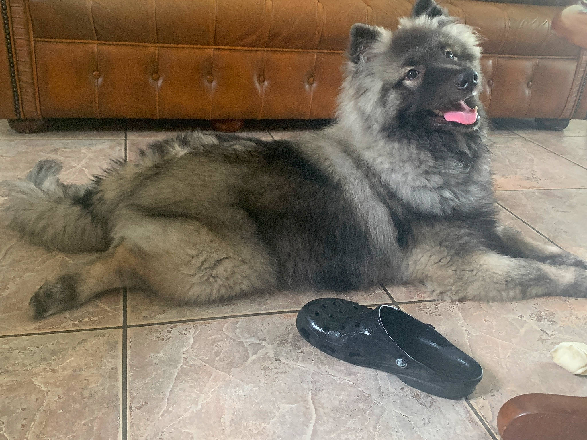 Packo participe au concours pour gagner de l'argent avec cette photo : ancient_dog_breeds, brown, cabinetry, canidae, canis, carnivore, companion_dog, dog, dog_breed, floor, fur, keeshond, shoe, snout, spitz, sporting_group, tile, tongue, working_animal, working_dog