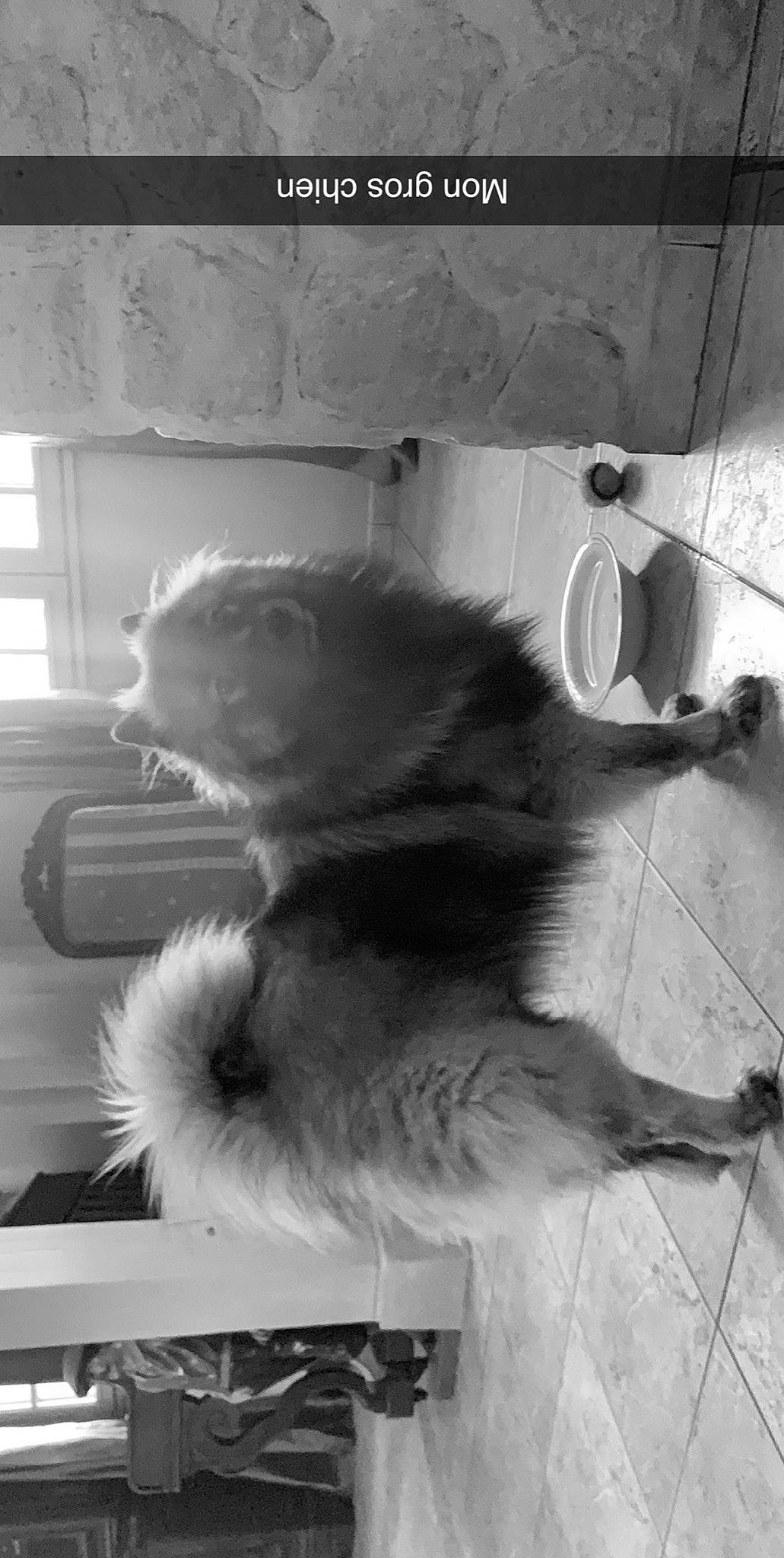 Packo participe au concours pour gagner de l'argent avec cette photo : carnivore, companion_dog, dog, dog_breed, fur, paw, snout, sporting_group, tail, tile, working_animal, working_dog