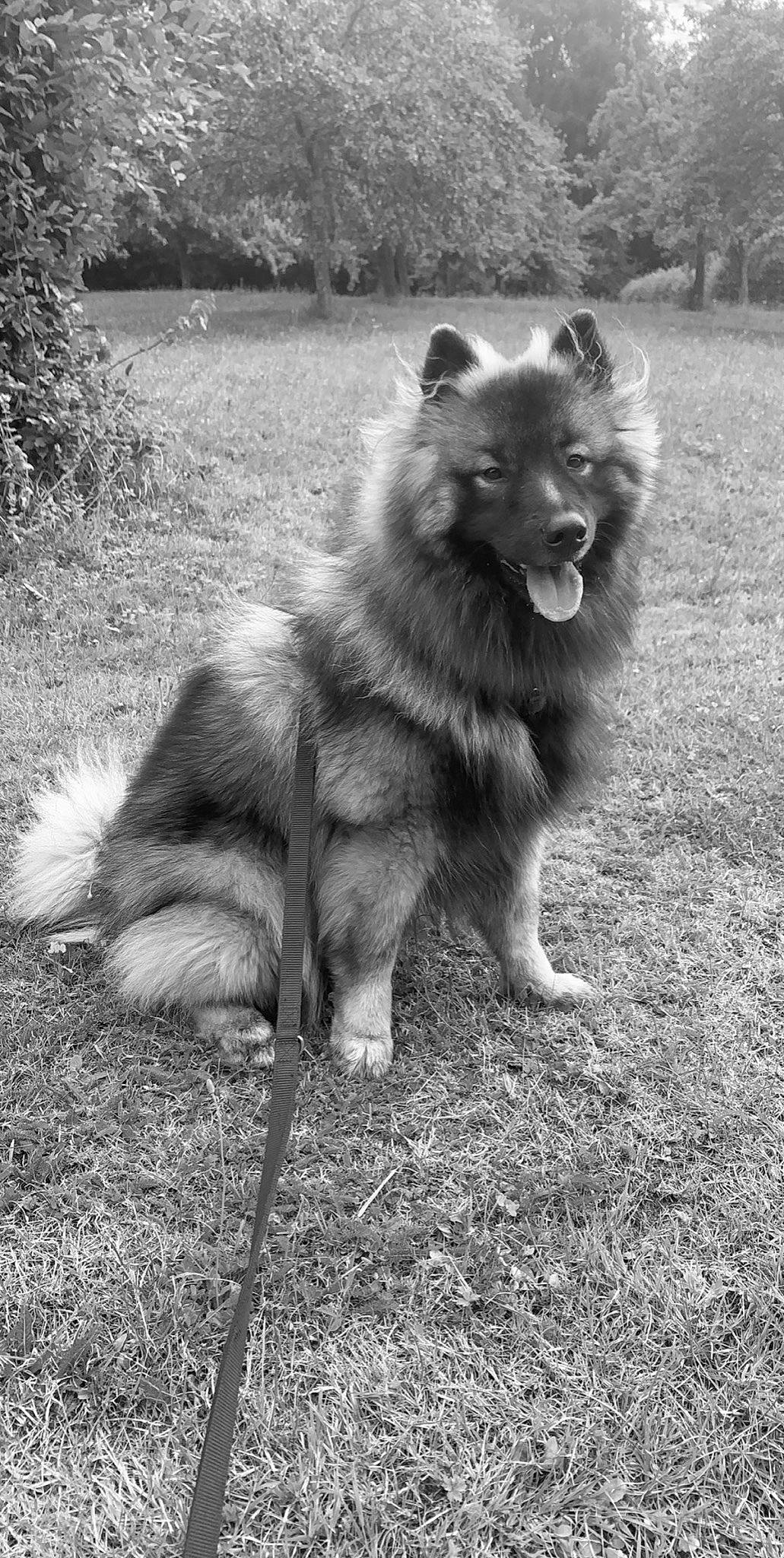 Packo participe au concours pour gagner de l'argent avec cette photo : ancient_dog_breeds, canidae, canis, carnivore, companion_dog, dog, dog_breed, fur, guard_dog, herding_dog, mammal, monochrome, monochrome_photography, non_sporting_group, snout, sporting_group, stock_photography, working_animal, working_dog