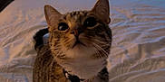 Emmie joined the competition — help win amazing prizes! cat, tabby, pet, indoor, bed, bedroom, white_bedspread, collar, curious, looking_up, feline, domestic_animal, cute, fur, whiskers, ears, dorm_room, furniture, television, soft_lighting