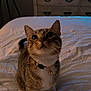 cat, tabby, pet, indoor, bed, bedroom, white_bedspread, collar, curious, looking_up, feline, domestic_animal, cute, fur, whiskers, ears, dorm_room, furniture, television, soft_lighting