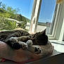 cat, tabby, sleeping, paws, window, sunlight, cushion, soft, indoor, resting, pet, animal, nature_view, greenery, blue_sky, peaceful, cozy, fur, closeup, relaxation