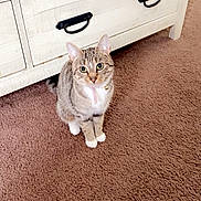 Emmie joined the competition — help win amazing prizes! cat, tabby, pet, indoor, carpet, furniture, dresser, brown_carpet, white_paws, collar, curious, domestic_cat, looking_up, striped, cute, animal, mammal, household, floor, resting