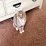cat, tabby, pet, indoor, carpet, furniture, dresser, brown_carpet, white_paws, collar, curious, domestic_cat, looking_up, striped, cute, animal, mammal, household, floor, resting