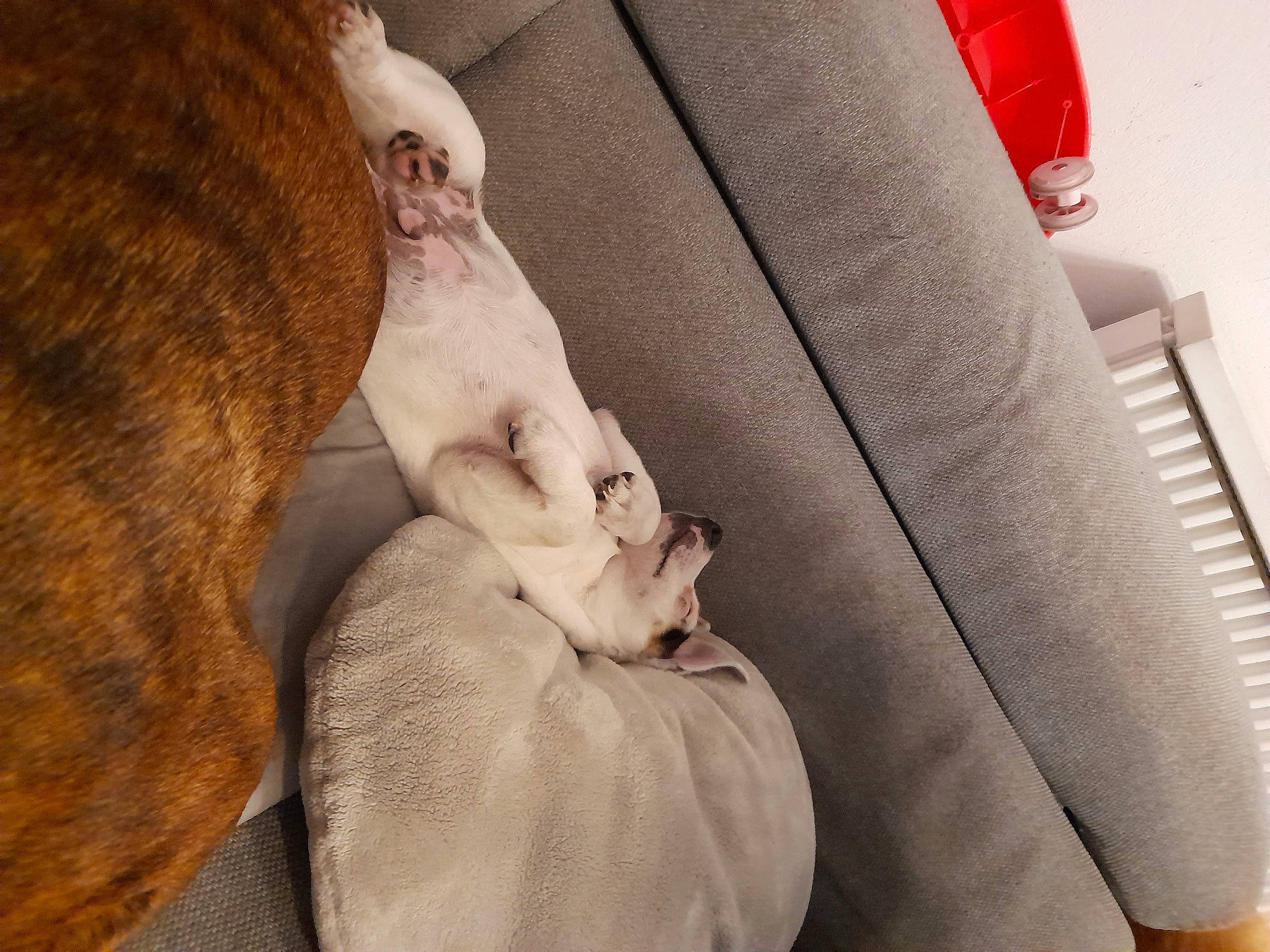 Looping a rejoint le concours — aidez-le/la à gagner de superbes lots ! auto_part, automotive_design, bag, car_seat, car_seat_cover, carnivore, comfort, companion_dog, dog_breed, family_car, felidae, fur, head_restraint, human_leg, linens, personal_luxury_car, seat_belt, small_to_medium_sized_cats, textile, whiskers