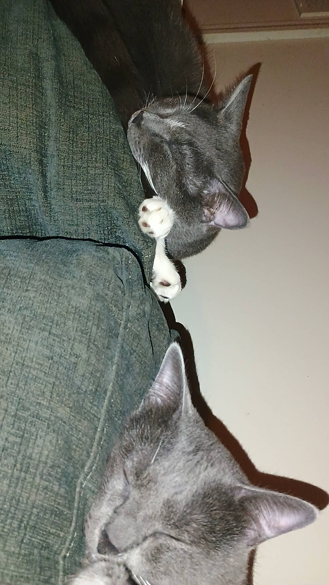 Stormy And Baby Grey