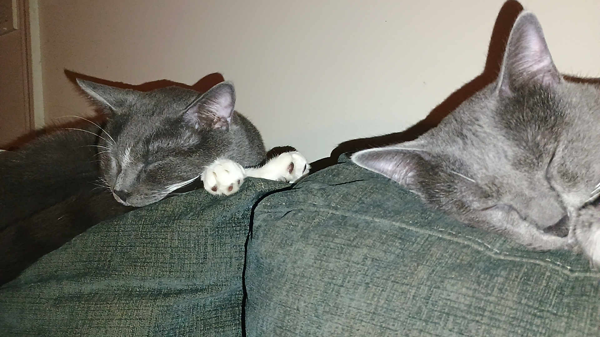 Stormy And Baby Grey