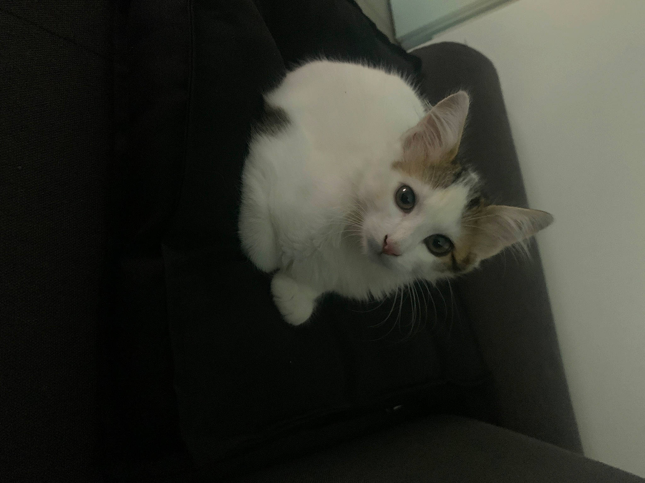 Elio a rejoint le concours — aidez-le/la à gagner de superbes lots ! carnivore, cat, domestic_short_haired_cat, ear, felidae, fur, japanese_bobtail, kitten, mammal, polydactyl_cat, ragamuffin, ragdoll, skin, small_to_medium_sized_cats, snout, tail, turkish_angora, turkish_van, whiskers