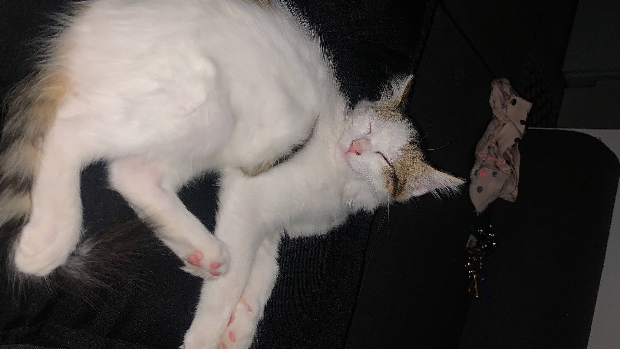 Elio participe au concours pour gagner de l'argent avec cette photo : burmilla, carnivore, cat, claw, colorpoint_shorthair, felidae, fur, khao_manee, kitten, mammal, norwegian_forest_cat, oriental_longhair, paw, small_to_medium_sized_cats, tail, turkish_angora, turkish_van, whiskers, white