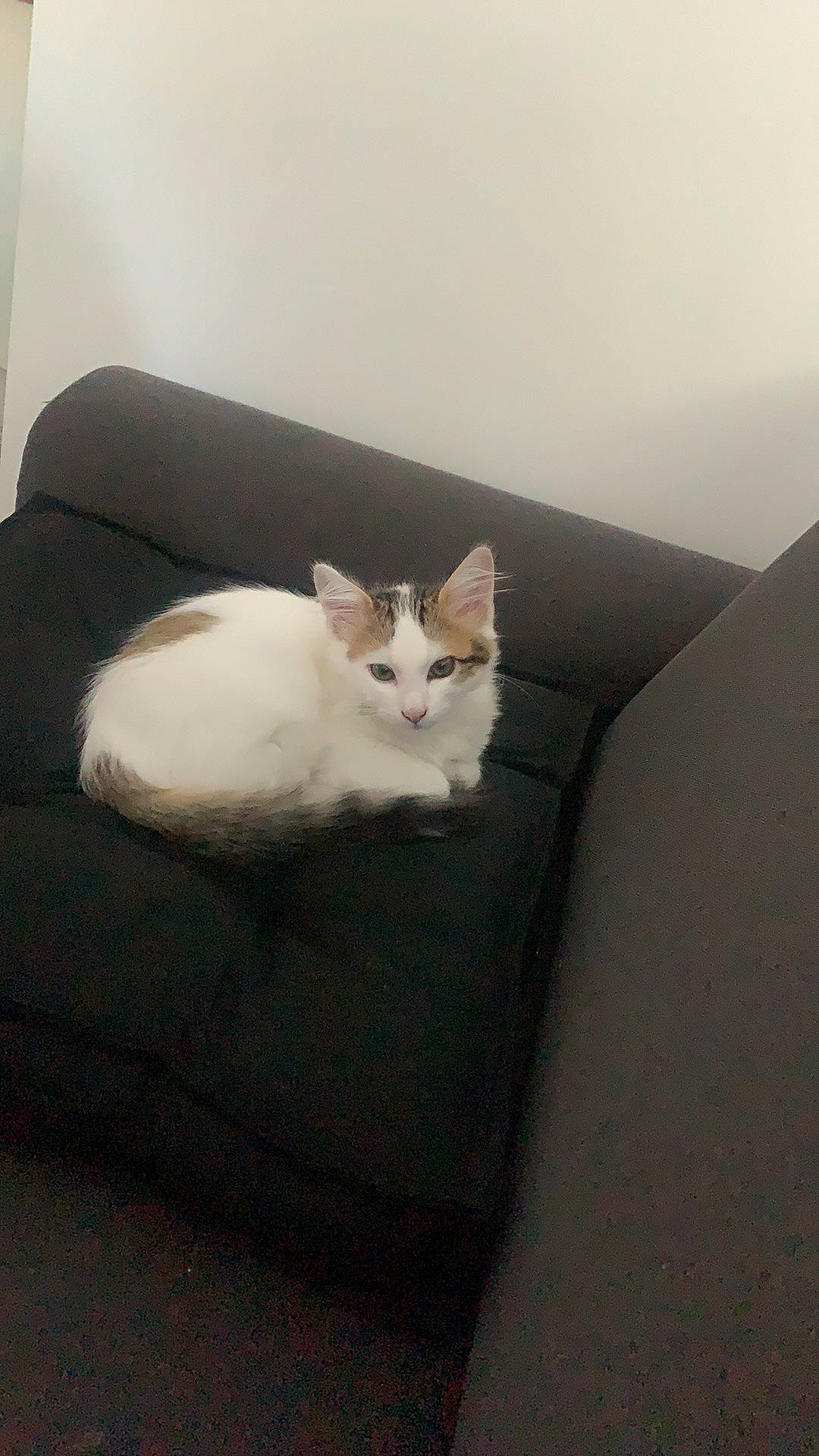 Elio a rejoint le concours — aidez-le/la à gagner de superbes lots ! aegean_cat, carnivore, cat, comfort, domestic_short_haired_cat, felidae, furniture, small_to_medium_sized_cats, tail, turkish_van, whiskers