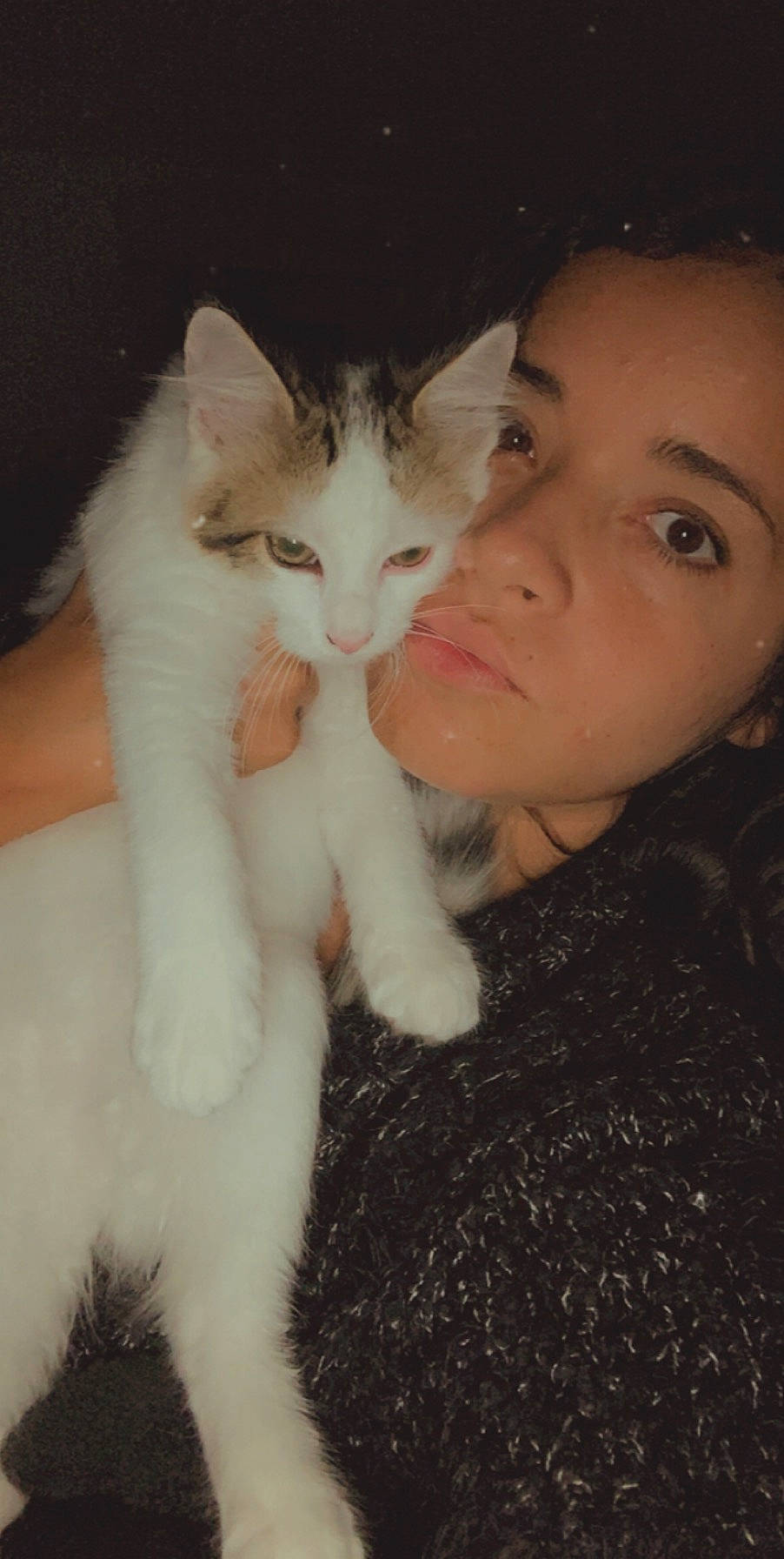 Elio a rejoint le concours — aidez-le/la à gagner de superbes lots ! aegean_cat, carnivore, cat, ear, eye, face, felidae, fur, head, iris, kitten, mammal, nose, ojos_azules, polydactyl_cat, skin, small_to_medium_sized_cats, turkish_angora, turkish_van, whiskers