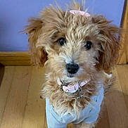 Honey joined the competition — help win amazing prizes! puppy, dog, curly_fur, pink_collar, bow, outfit, wooden_floor, indoor, pet, cute, small_dog, fluffy, animal, looking_up, brown_fur, white_paws, adorable, young_dog, domestic_animal, companion