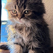 Lily Belle joined the competition — help win amazing prizes! kitten, cat, fluffy, fur, whiskers, window, sunlight, closeup, pet, animal, cute, portrait, indoor, feline, young, sitting, soft, cozy, brown, curious