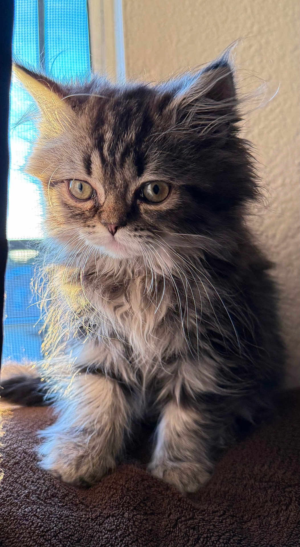 Lily Belle joined the competition — help win amazing prizes! kitten, cat, fluffy, fur, whiskers, window, sunlight, closeup, pet, animal, cute, portrait, indoor, feline, young, sitting, soft, cozy, brown, curious