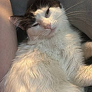 Orion joined the competition — help win amazing prizes! black, cat, closeup, companion, cozy, domestic_animal, feline, fluffy, fur, gray_background, human_leg, indoor, pet, relaxed, resting, sleepy, soft, sunlight, whiskers, white