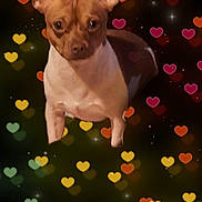 Tuffy is registered to the contest to win money with this photo: dog, small_dog, portrait, brown_dog, pointy_ears, upright_ears, short_hair, pet, animal, front_view, sitting, closeup, heart_background, romantic, valentines, colorful, sparkles, dark_background, digital_effects, cute