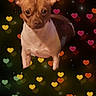 dog, small_dog, portrait, brown_dog, pointy_ears, upright_ears, short_hair, pet, animal, front_view, sitting, closeup, heart_background, romantic, valentines, colorful, sparkles, dark_background, digital_effects, cute
