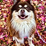 animal, autumn, brown_fur, canine, closeup, dog, fall_leaves, fluffy, fur, happy, leaf_litter, leash, nature, outdoor, pet, portrait, seasonal, sitting, smiling, white_fur