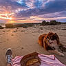 Sirius a rejoint le concours — aidez-le/la à gagner de superbes lots ! beach, blanket, box, brown_dog, cheesy_bread, clouds, dog, food, footwear, nature, ocean, outdoor, pet, relaxation, rocks, sand, scenic, shoe, sky, sunset