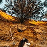 Sirius participe au concours pour gagner de l'argent avec cette photo : animal, black, brown, calm, canine, cliff, daytime, dog, earth, fluffy, landscape, nature, outdoor, roots, sand, scenic, sky, sunlight, tree, white