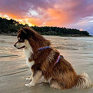 Sirius participe au concours pour gagner de l'argent avec cette photo : animal, beach, canine, clouds, dog, forest, fur, harness, landscape, nature, outdoor, peaceful, sand, scenic, serene, sitting, sky, sunset, twilight, water