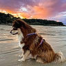 animal, beach, canine, clouds, dog, forest, fur, harness, landscape, nature, outdoor, peaceful, sand, scenic, serene, sitting, sky, sunset, twilight, water
