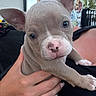 puppy, dog, pet, close_up, ears, hand, human_hand, ring, cute, animal, young_dog, face, skin, fingernails, outdoor, daylight, person, holding, mammal, domestic_animal