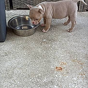 Bonnie participe au concours pour gagner de l'argent avec cette photo : puppy, dog, metal_bowl, concrete, outdoor, small_dog, canine, pet, curious, standing, sniffing, brown_puppy, young_dog, furniture, woven, background, floor, animal, adorable, cute