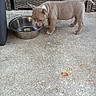 puppy, dog, metal_bowl, concrete, outdoor, small_dog, canine, pet, curious, standing, sniffing, brown_puppy, young_dog, furniture, woven, background, floor, animal, adorable, cute
